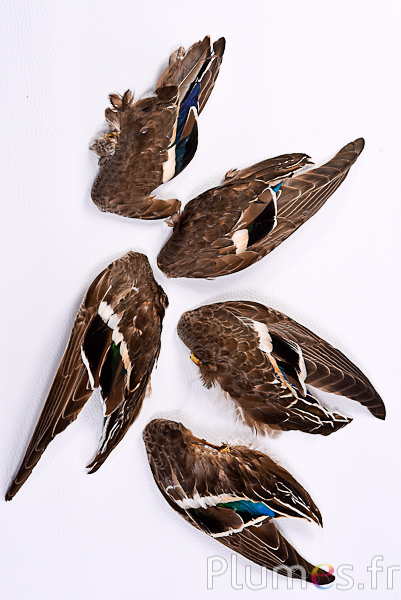 Aile canard - 5 x 13 cm - naturel